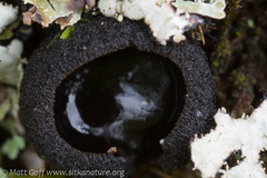 Pseudoplectania nigrella