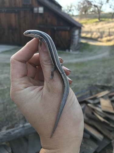iNaturalist observation photo of Western Skink