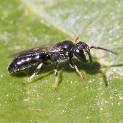 Hylaeus