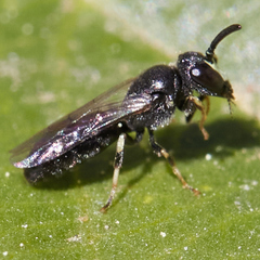 Hylaeus