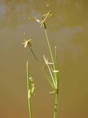 Cyperus aquatilis