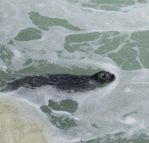 Pacific Harbor Seal photographed in Virginia