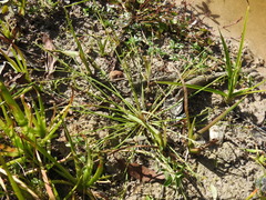 Cyperus aquatilis