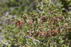 Ribes roezlii roezlii