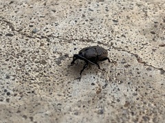 Sphenophorus inaequalis