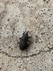 Sphenophorus inaequalis