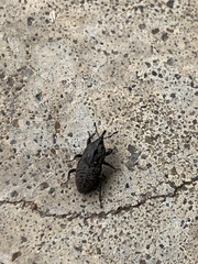 Sphenophorus inaequalis