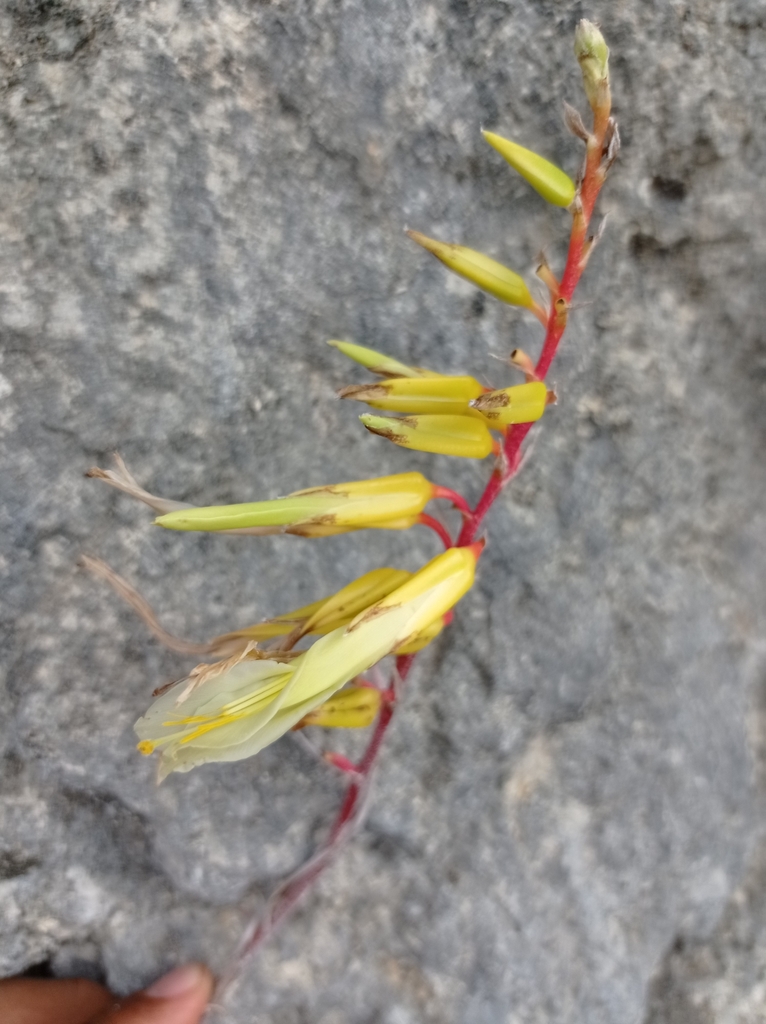 Pitcairnia chiapensis