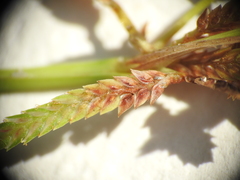Cyperus aquatilis