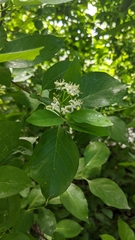 Cornus glabrata
