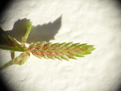Cyperus aquatilis