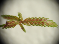 Cyperus aquatilis