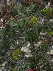 Celmisia laricifolia