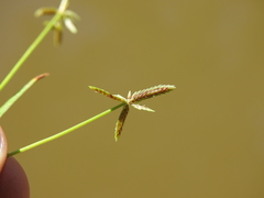 Cyperus aquatilis