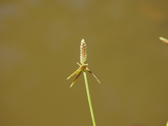 Cyperus aquatilis