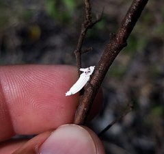 Crypticerya genistae