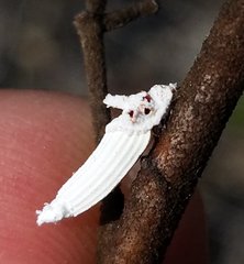 Crypticerya genistae