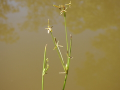 Cyperus aquatilis