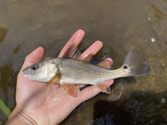 Red Drum photo 4