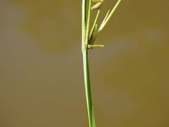 Cyperus aquatilis