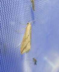 Donacaula longirostrallus