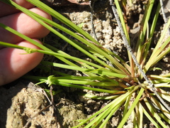 Cyperus aquatilis