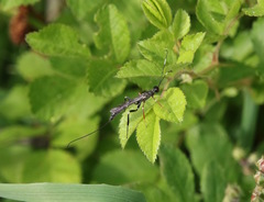 Xoridinae