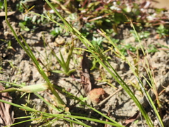 Cyperus aquatilis