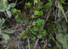 Myrsine nummularia