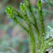 Chinese Clubmoss - Photo (c) M. Goff, some rights reserved (CC BY-NC-SA), uploaded by M. Goff