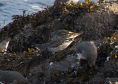 Calidris ptilocnemis