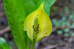 Pelecomalium testaceum
