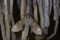 Xylophanes rhodocera