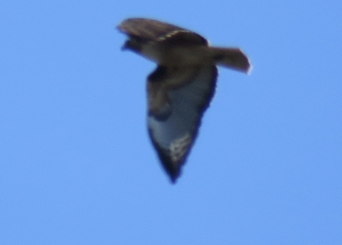 iNaturalist observation photo of Red-tailed Hawk