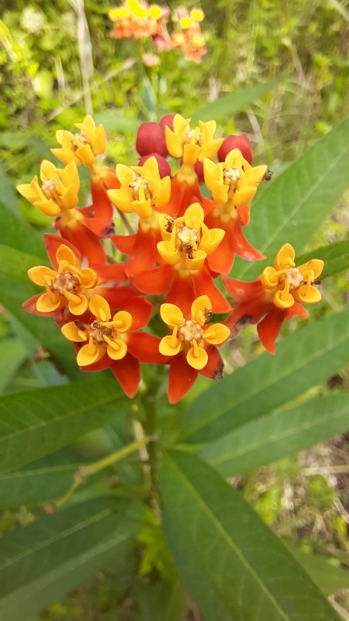 Asclepias curassavica