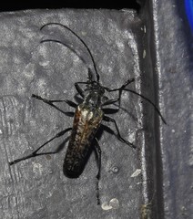 Anthophylax attenuatus