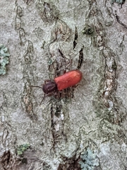 Zenodosus sanguineus