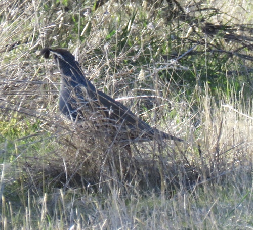 iNaturalist observation photo of California Quail