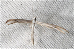 Platyptilia celidotus