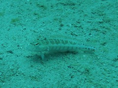 Parapercis xanthozona