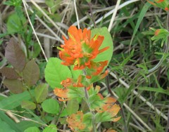 Castilleja coccinea