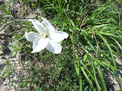 Nicotiana repanda