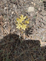 Triteleia ixioides