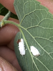 Pulvinaria floccifera