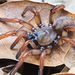 Arañas Tramperas Tapa de Oblea - Photo (c) Marshal Hedin, algunos derechos reservados (CC BY-NC)