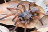 Wafer-lid Trapdoor Spiders - Photo (c) Marshal Hedin, some rights reserved (CC BY-NC)