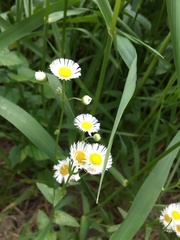 Erigeron strigosus