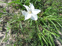 Nicotiana repanda