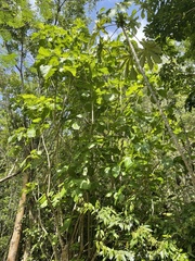 Pisonia horneae