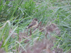 Empidonax albigularis
